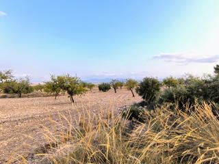Residential Plot in Pinoso. Parcela de 9157 m en venta en pinoso. el terreno, plantado con a