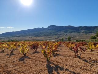 Terrain résidentiel à Romana (la). Descubra el potencial de este terreno versátil de 10.060 m2 en l