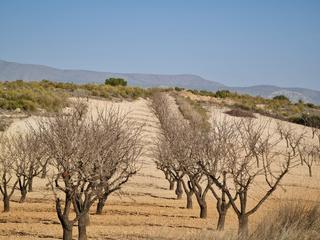 Terreny residencial a Jumilla. Parcela edificable de 19338 m2 ubicada en jumilla. la parcela ac