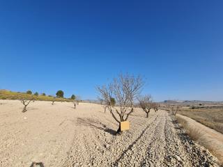 Terreny residencial a Abanilla. Parcela edificable de 14877m2 ubicada en jumilla. la parcela act