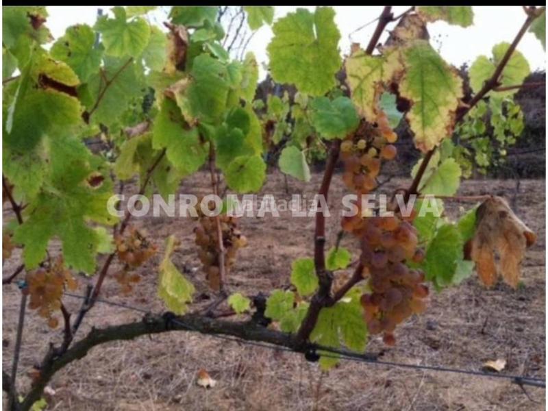 Foto 781c2a92-ee85-42a6-94f0-95dd59653eb4. Fondo rustico in Mas Mora-Sant Daniel Tordera