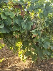 Terreno residenziale in Villacañas