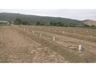 Propriété  Xarcos secs. Venta finca rustica en torrent caseta del botet font de manyes