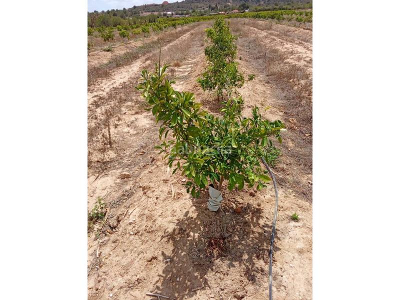 Foto b34bc659-9b30-4ca1-9f8a-85d34c6c6478. Finca rústica a Monte Real Torrent