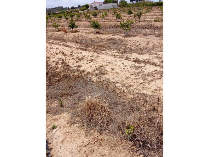 Foto e6414929-192f-427e-96a2-63fce1c6d01a. Finca rústica a Monte Real Torrent