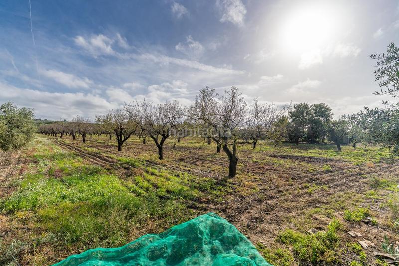 Foto 0a86c023-7eeb-4e45-ba8f-84caf2c2a130. Fondo rustico in Riudoms