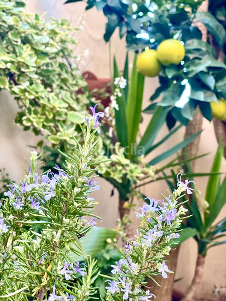 Foto e637fd2e-6a8b-4ee5-90d8-12541f47b774. Casa a schiera in calle rodrigo pérez ponce 11 in Tarifa