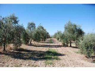 Propriété à Manzanares. Rustica regadío con olivos cerca de la población.