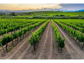 Propriété à Manzanares. Bonita finca de parras y tierra con chalet y naves.