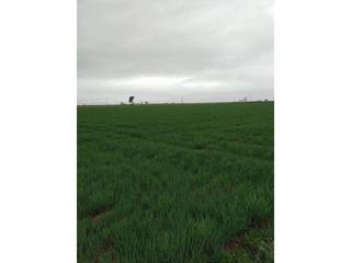 Fondo rustico  Casa de caravantes. Venta finca de secano termino de valdepeñas pegado ala nacional