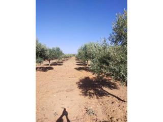 Finca rústica  Manzanares. Venta de finca rústica en la solana