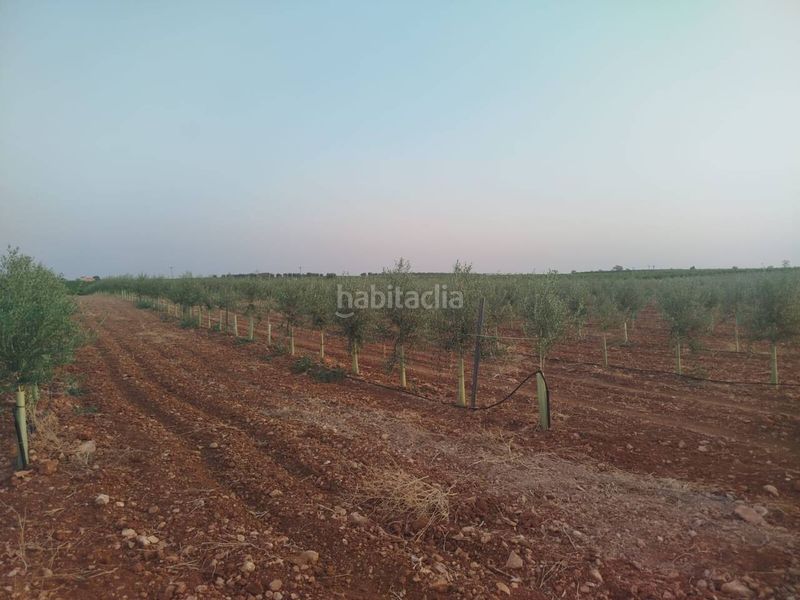 Foto 089250ad-f666-4c19-82b0-254b68e8a5e2. Finca rústica a Puerto Lápice