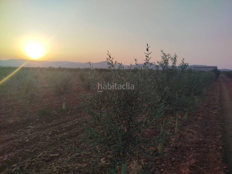 Foto 79683963-fb29-44f7-b923-ff46eb1ab490. Finca rústica a Puerto Lápice