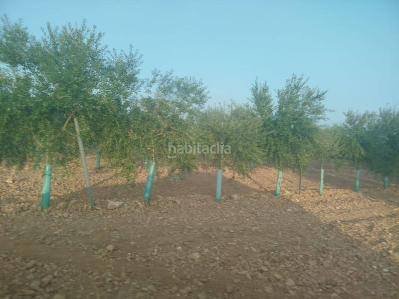Foto ab976bf2-21ad-4057-a27e-bf74d9639c7d. Finca rústica a Puerto Lápice