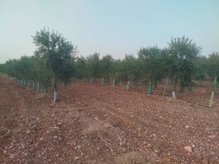 Landgut in Puerto Lápice. Se vende finca rustica de olivas superintensivo
