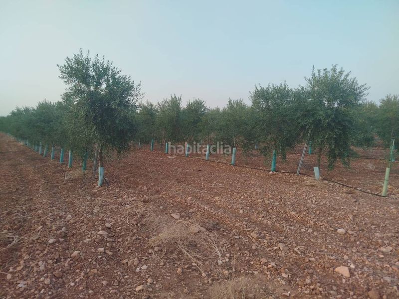 Foto f37e92ae-ef8a-49b3-8874-9b8d01f78b99. Finca rústica a Puerto Lápice