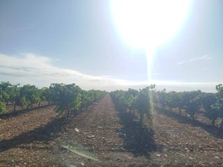 Finca rústica a Alcázar de San Juan
