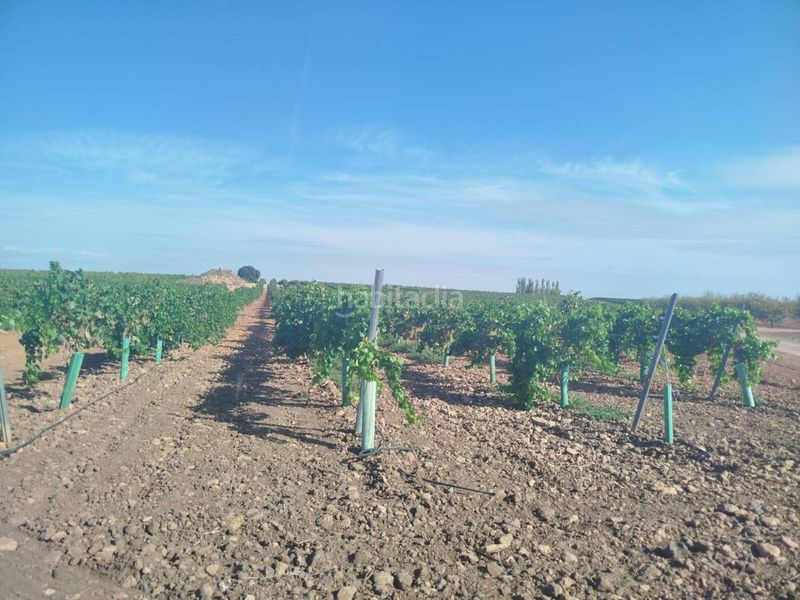Foto 6bea6fc0-4f53-49a7-b8f8-7813e87f0f82. Finca rústica a Alcázar de San Juan
