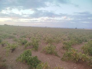 Fondo rustico in Manzanares