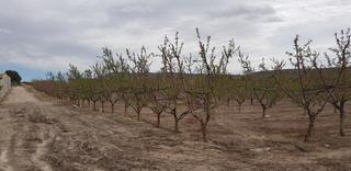 Finca rústica a Cieza. Finca en produccion en ascoy