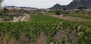 Finca rústica a N-301 201. Parcela de 5 tahullas en barretera