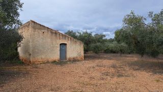 Fondo rustico in Freginals. Finca rústica de olivos en producción en freginals tarragona  co