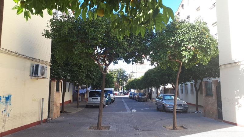 Foto 0c9a8991-3fc6-4f93-b6b5-5e07222f89a1. Pis a Los Pájaros Sevilla