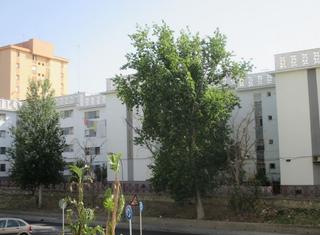Pis  C/ uva. Solvia inmobiliaria  piso jerez de la frontera