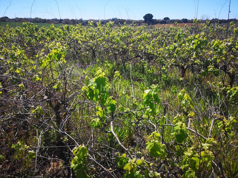 Foto df4bbfbc-4c2c-4c0a-8d41-6946bd9fdeea. Finca rústica a Bollullos Par del Condado
