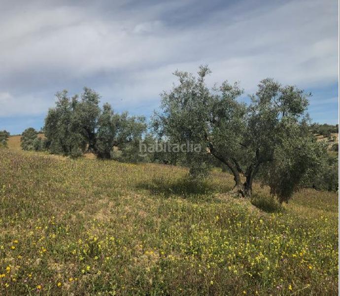Foto dc314934-9532-436a-a93c-a8c257ee4ff8. Fondo rustico in Jauja Lucena