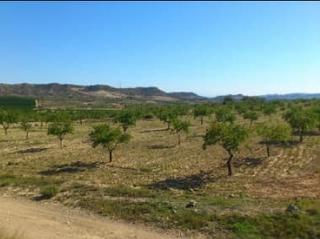 Finca rústica  Cm alcachofar, pol. 99-101 00382. Solvia inmobiliaria  terreno con edificación orihuela