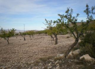Rural plot  Paraje la curiosa-sierra del carche nº 12. Solvia inmobiliaria  terreno con edificación jumilla
