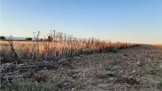 Finca rústica  Los montes, polígono 504 parcela  3-10003 sn p 3-1. Solvia inmobiliaria  suelo otros lucillos