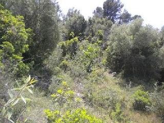 Finca rústica  Partida barranco de la murta (pol 13 - parc 276) nº sn. Solvia inmobiliaria  terreno con edificación alzira