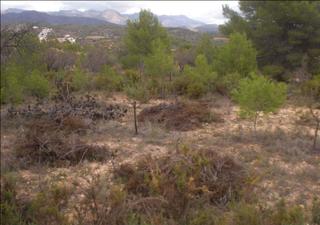 Finca rústica  Partida palomera cabo la losa pol 2. Solvia inmobiliaria  suelo rústico soneja