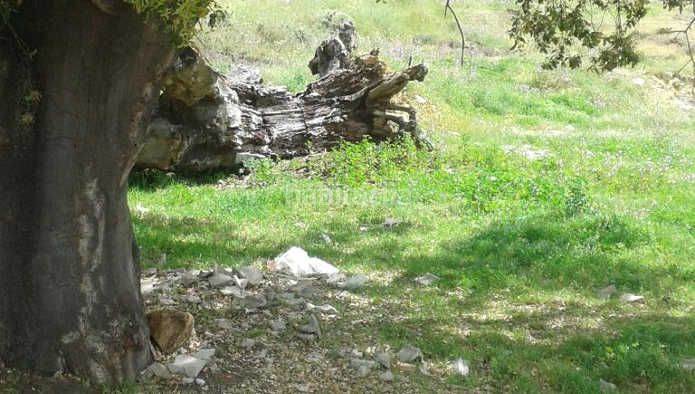 Foto bfa65e35-3880-4e9c-a00c-f3926e7a0cac. Finca rústica a Cortegana