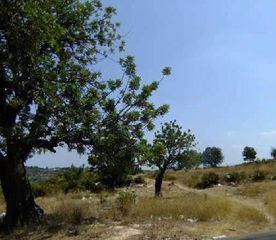 Finca rústica  Ptda ejido y camino de chiva, pol 3. Solvia inmobiliaria  suelo rústico turís