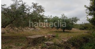 Foto 19be7b7d-220f-4007-b8ea-252700c37307. Finca rústica a Terrateig
