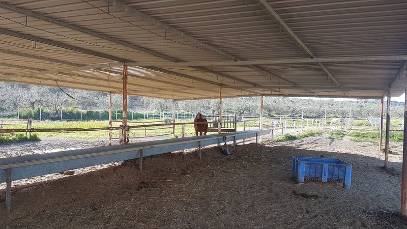 Foto a52a7442-68de-4621-8931-3c052aecb1a1. Finca rústica a Sanlúcar la Mayor