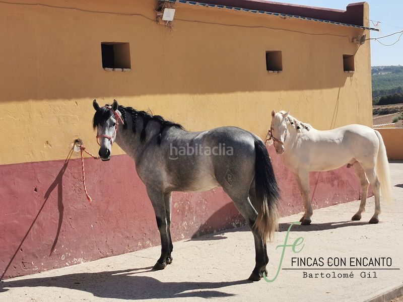 Foto b77fc66d-8faa-4b10-9bd6-edd9d42aaa4a. Masia amb xemeneia aparcament piscina a Arcos de la Frontera