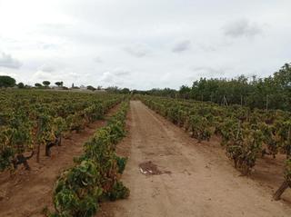 Rural plot in Villanueva Golf. Venta de terreno segregado rústica en el marquesado