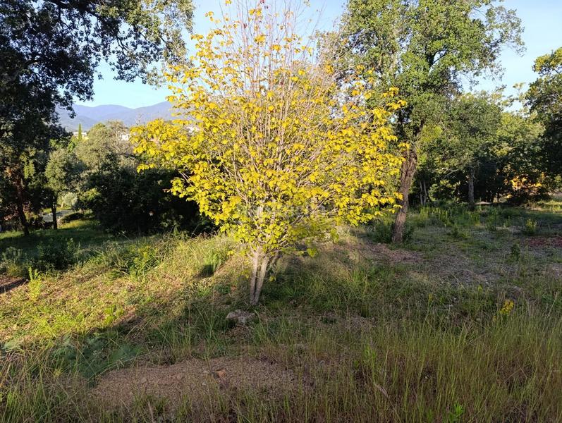 Foto b02eadaa-54c3-47a7-a5df-6c3c51400750. Terreno residenziale in Bescanó