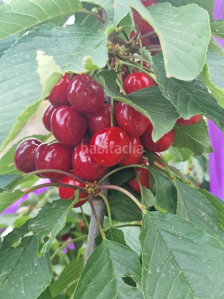 Foto f939af95-9c3f-4930-8c5b-4828b770b641. Xalet amb xemeneia calefacció aparcament piscina a Bérchules