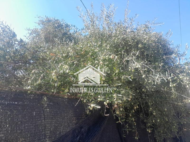 Foto 691cae95-38a0-480d-ae89-005b87c888b1. Finca rústica parcela rustica en Berja