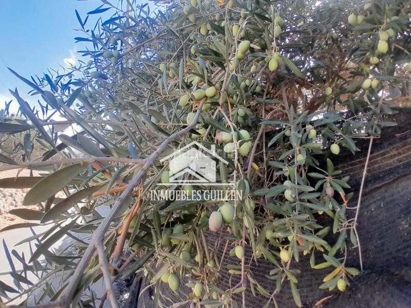 Foto e1fcb6f4-0e53-45ad-a99e-c5212d7993fa. Finca rústica parcela rustica en Berja