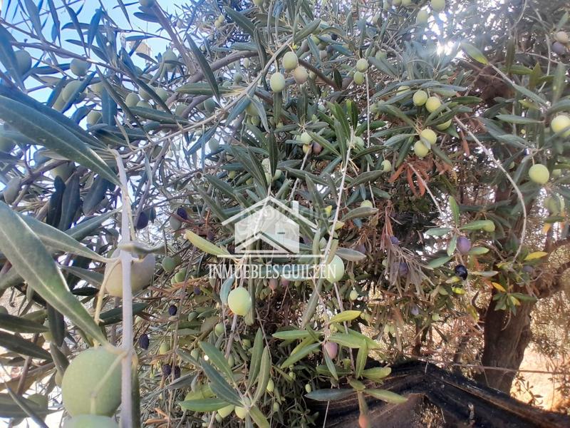 Foto e763559f-2bb6-4982-b452-dc6f85f5f5c3. Finca rústica parcela rustica en Berja