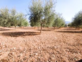 Finca rústica a Berja. Ref: 3093 parcela rústica