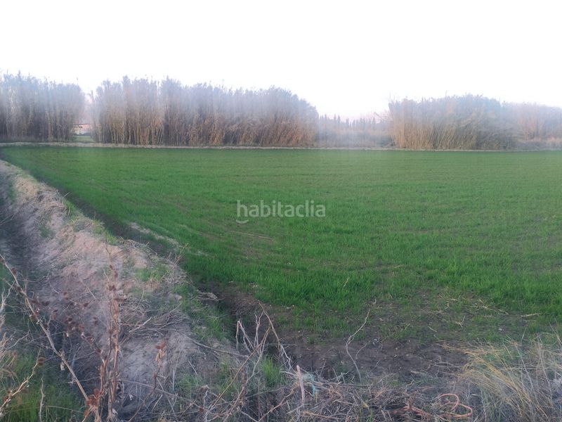 Foto 67489e05-f903-47ba-b34c-4f226dbd5aad. Finca rústica a Las Flores - Huerta Gabias (Las)