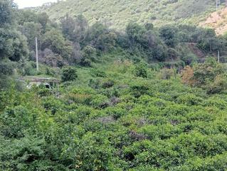 Residential Plot in Altos de Estepona