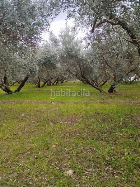 Foto 063fa63d-11f6-4425-8b62-c7e865c16b38. Finca rústica en Villa de Otura